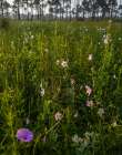 Marsh Mallow blooms in a South Florida prairie Art Print